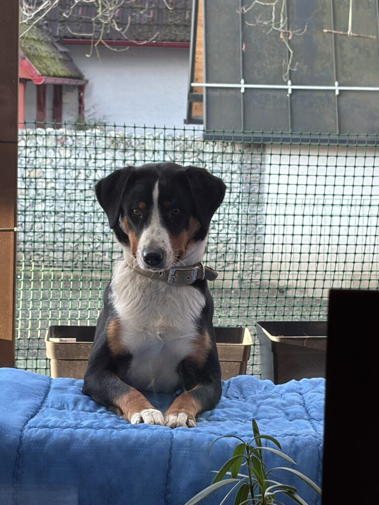 Denník z psieho hotela – Riva